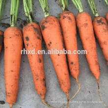 Rebanada de zanahorias deshidratadas sanas y sanitarias de China